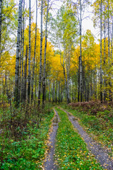 Fototapeta na wymiar autumn forest in the forest