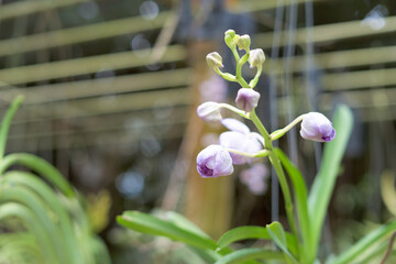 buds of orchids