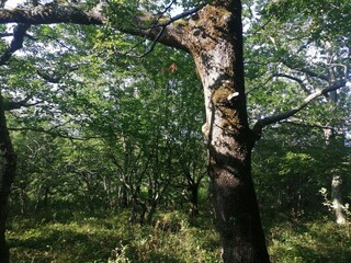 Fototapeta premium tree in the forest