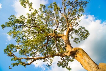 한국 시골 마을의 나무