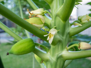 Home grown papaya fruit in the middle of growth