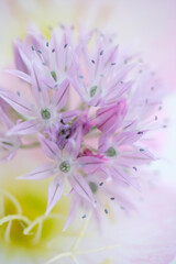 アサツキのネギボウズ