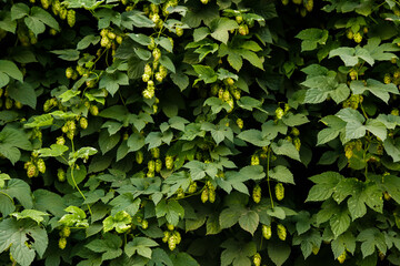 Background of green ripe hop cones. Ingredients for the production of organic beer. Brewing. Backdrop of the Oktoberfest.