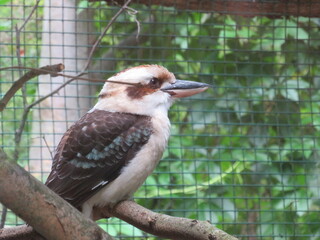 Kookabura