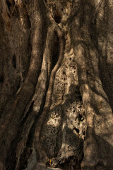 Olive Gardens of Lun with thousands years old olive trees, island of Pag.