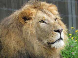 Afrikanischer Löwe (Bild 4)