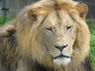 Fototapeta na wymiar Afrikanischer Löwe (Bild 5)