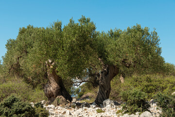 Olive Gardens of Lun with thousands years old olive trees, island of Pag.