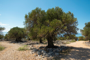 Olive Gardens of Lun with thousands years old olive trees, island of Pag.