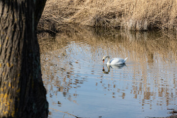 white swan with lowered head towards water, mirror image in water, in front of yellow reed, swimming in blue water during the day without people