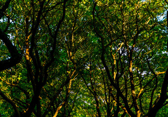Fototapeta na wymiar Twisted branches and light green leaves on trees in a park seen from the ground up.