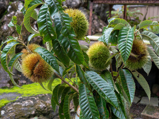 Rihei chestnut harvested in Yamagata City, Gifu Prefecture
