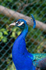 Naklejka premium Pfau