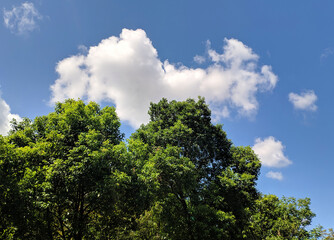 Green trees under blue sky with white clouds in sunny autumn day