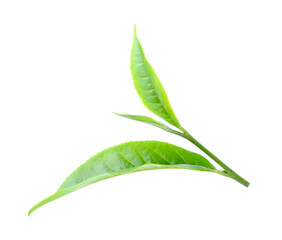 green tea leaf isolated on white background