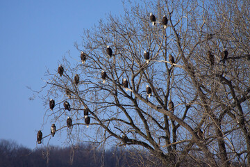 Eagles in a Tree