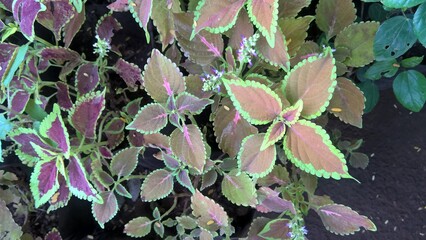coleus plants also called Coleus blumei or Plectranthus scutellarioides 