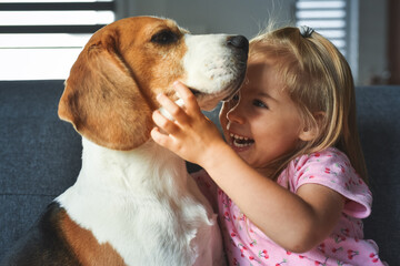 Child hugging tight Beagle dog in bright room. Dog with a cute caucasian baby girl on sofa