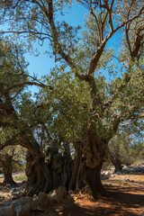 Olive Gardens of Lun with thousands years old olive trees, island of Pag. The oldest (2000 years old) olive tree in Lun, island Pag, Croatia.