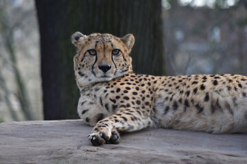 Zoo Dresden