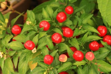 tomatoes in the garden