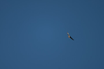 Greifvogel am Himmel, Habicht, Bussard, Vogelflug