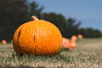 Pumpkins Halloween house decorations and gardens.