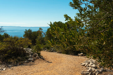 Olive Gardens of Lun with thousands years old olive trees, island of Pag.