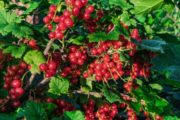 Ripe red currant bush in the summer garden.