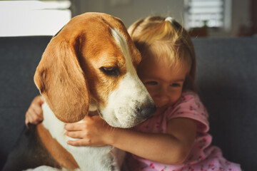 Child hugging tight Beagle dog in bright room. Dog with a cute caucasian baby girl on sofa