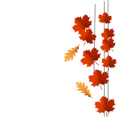 Autumn leaves. Red maple leaf and yellow oak leaf vector illustration on an isolated background. A symbol of autumn, harvest, herbaria, rains and falling leaves. Use as a silhouette as a logo ,a print