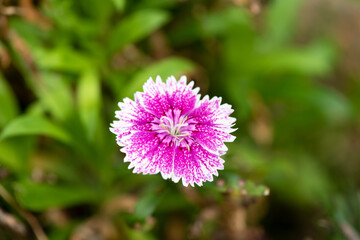 Pink Dianthus flowers blossom in the garden