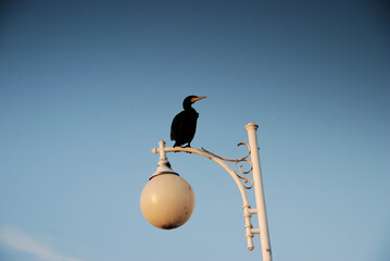 Black cormorant sitting on a street lamp over the blue sky