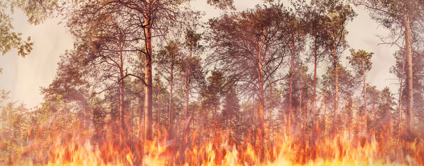 Pine forest on fire and flames. Forest fire concept.