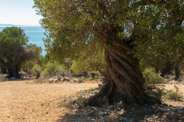 Olive Gardens of Lun with thousands years old olive trees, island of Pag.