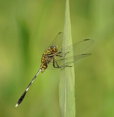 dragonfly on a leaf