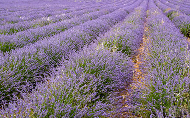 Growing lavender flowers in the field