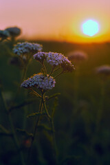 sunset in the field 