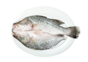 barramundi or seabass fish in dish isolated on white background ,include clipping path