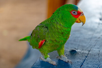 small cute colorful parrot is standing on a table