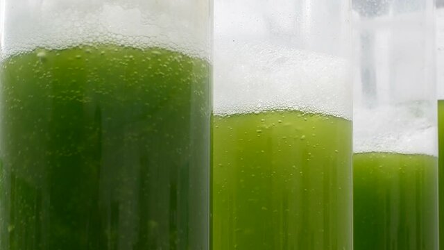 Photobioreactor in Algae fuel biofuel industry
