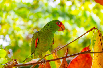 cute little colorful parrot with food in its beak sits on a branch
