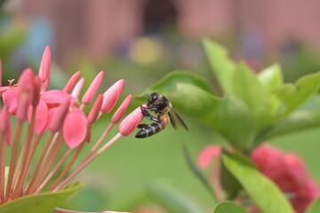 bee on flower