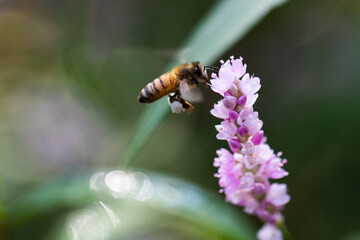 bee on a flower