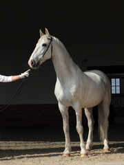 White andalusian horse portrait against  dark stable background