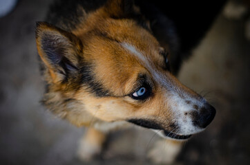 perro criollo con ojos azules
