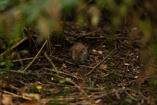 Feldmaus im Wald, Maus auf Nahrungssuche, Waldboden, Natur, kleines S&auml;ugetier
