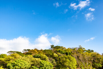 lush green treetops and clouds over the mountain