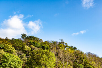 Fototapeta na wymiar lush green treetops and clouds over the mountain