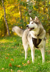 Naklejka na ściany i meble Beautiful young dog of breed Alaskan Malamute in the rays of the sun on a background of greenery and grass. Vertical